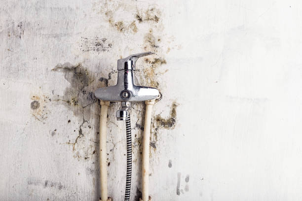 Best Office Mold Removal Services  in Parchment, MI