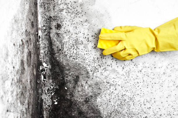 Best Home Mold Removal  in Parchment, MI