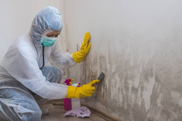 Best Attic Mold Removal  in Parchment, MI