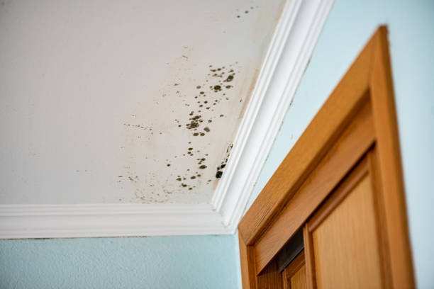Mold Removal Process in Parchment, MI