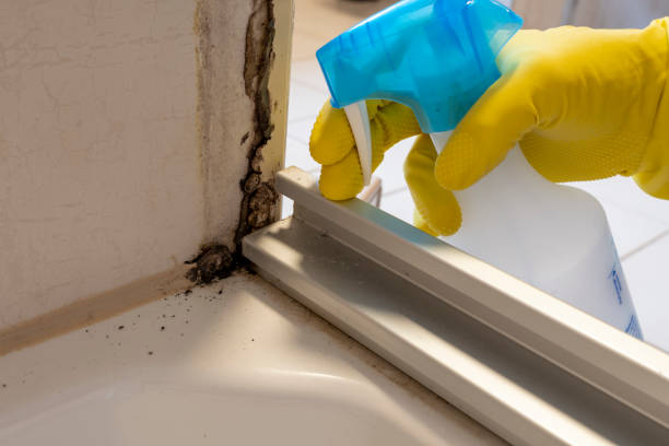 Best Local Mold Removal Service  in Parchment, MI
