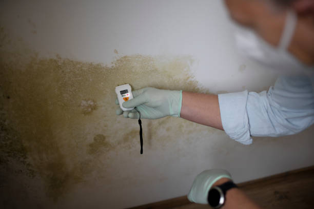 Best Home Mold Removal  in Parchment, MI