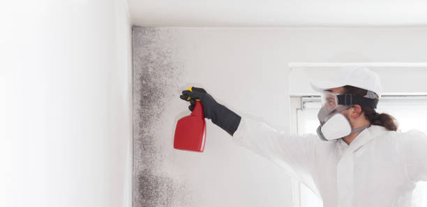Best Local Mold Removal Service  in Parchment, MI