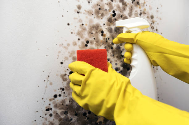 Parchment, MI Mold Removal Company
