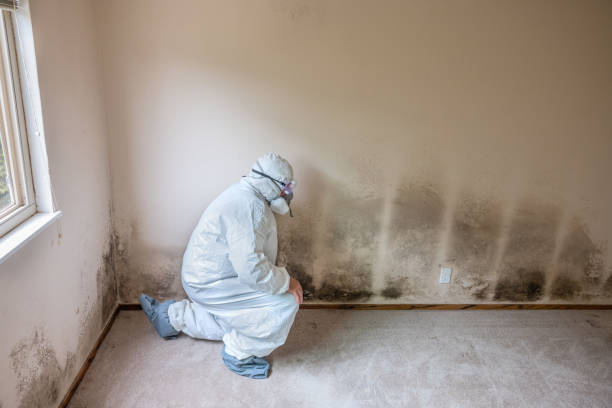 Best Mold Testing  in Parchment, MI