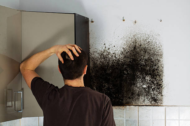 Best Toxic Mold Removal  in Parchment, MI