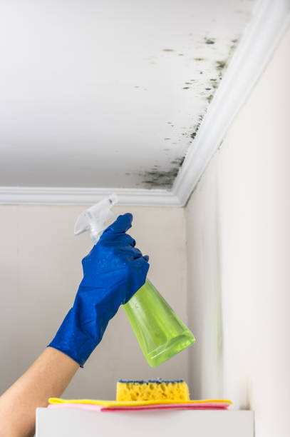 Best Office Mold Removal Services  in Parchment, MI