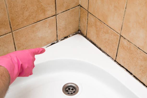 Home Mold Removal in Parchment, MI