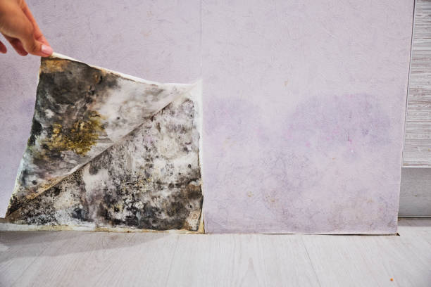Best Mold Damage Repair  in Parchment, MI